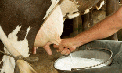 দুধে পানি মেশানো কিনা বুঝবেন যেভাবে