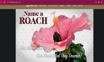 ভালোবাসা দিবসে তেলাপোকার নাম রাখুন প্রাক্তনের নামে!