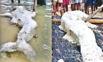 সৈকতে ভেসে উঠেছে ‘মৎস্যকন্যা’