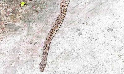 এবার থানায় গেল রাসেলস ভাইপার