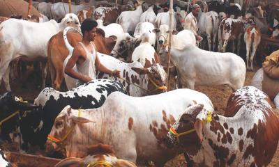 Over 1 crore cattle sacrificed in this Eid-ul-Azha