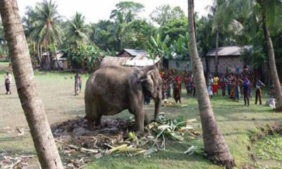 হাতির শুঁড়ের আছাড়ে এক শিশুর মৃত্যু
