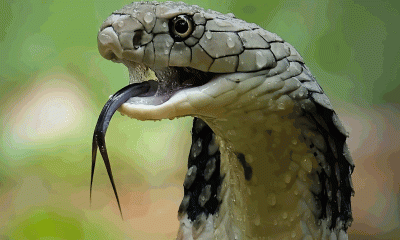 সাপে কাটলে যা করবেন না