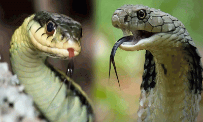 সাপের কামড় এড়ানোর ৬ উপায়