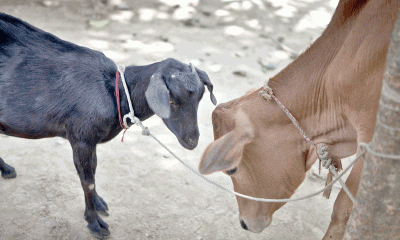 শ্বশুরের পাঠানো গরু-ছাগলে কোরবানি হবে কি !