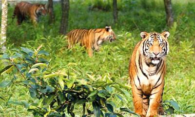 সুন্দরবনে বাঘের আনাগোনা বেড়েছে
