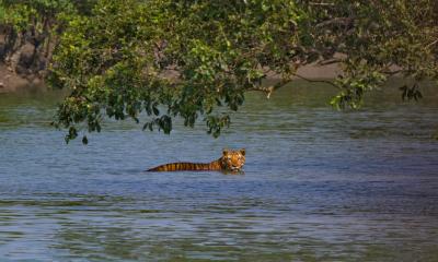 Sundarbans‍‍` 80 ponds restored to meet freshwater needs