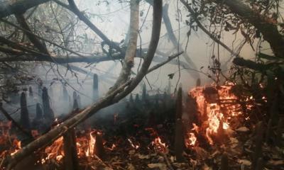 Efforts begin to tackle fire in Sundarbans