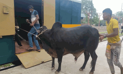 কোরবানির পশু পরিবহণে তিন দিন চলবে বিশেষ ট্রেন