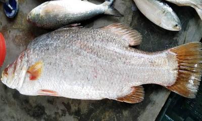 ওজন বাড়লেই পুরুষ থেকে নারীতে পরিণত হয়