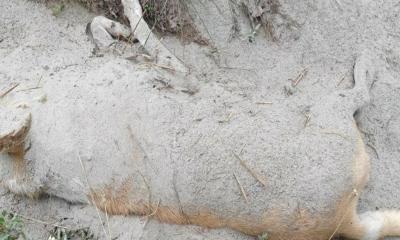 রাজধানীতে পোষা কুকুর হত্যার অভিযোগ