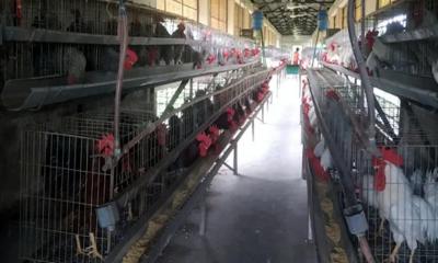 চুরি হয়ে গেল গবেষণার ৩৮ মোরগ