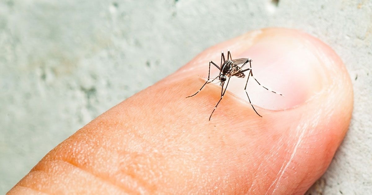 Brazil passes 1 mollion cases of dengue fever