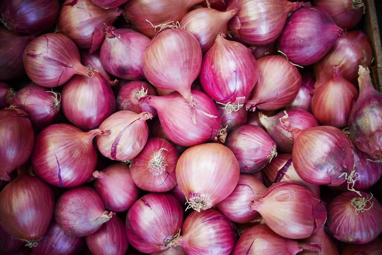 Annual circus around onions enacted again as each kg sells at over Tk200