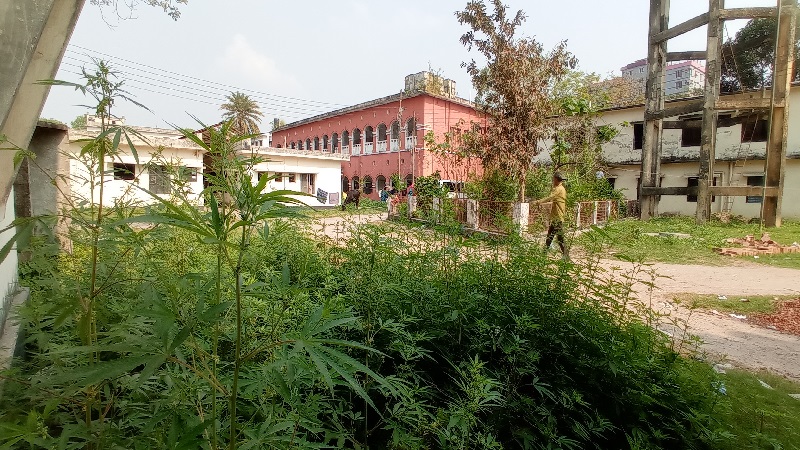 ফরিদপুর হাসপাতালে ‘গাঁজার বাগান’!