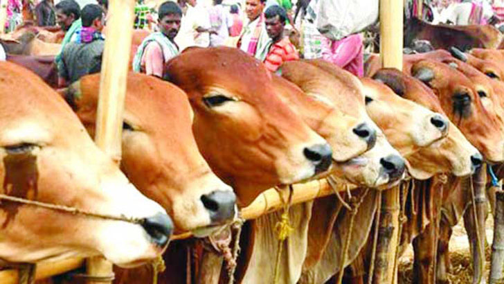 দেরিতে গরু জবাই, ইমামকে মারধর মসজিদ কমিটির সভাপতির