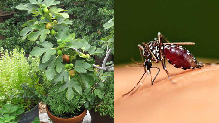 ডেঙ্গু ঠেকাতে কীভাবে সাবধান হবেন?