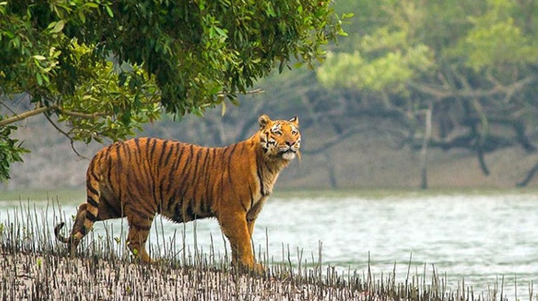 সুন্দরবন রক্ষায় বাংলাদেশ সরকারের উদ্যোগের ভূয়সী প্রশংসা করলো ইউনেসকো