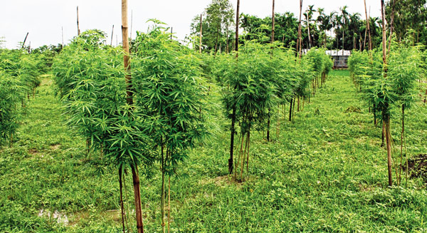 গোপনে গাঁজা চাষ, ১০ ফুট উচ্চতার গাছ উদ্ধার