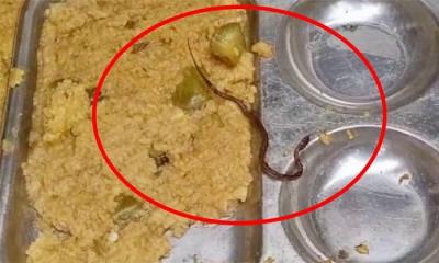 এবার স্কুলের খিচুড়িতে মিলল সাপ