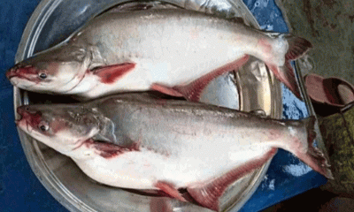 পাঙ্গাশ মাছের উপকারিতা জানলে অবাক হবেন!