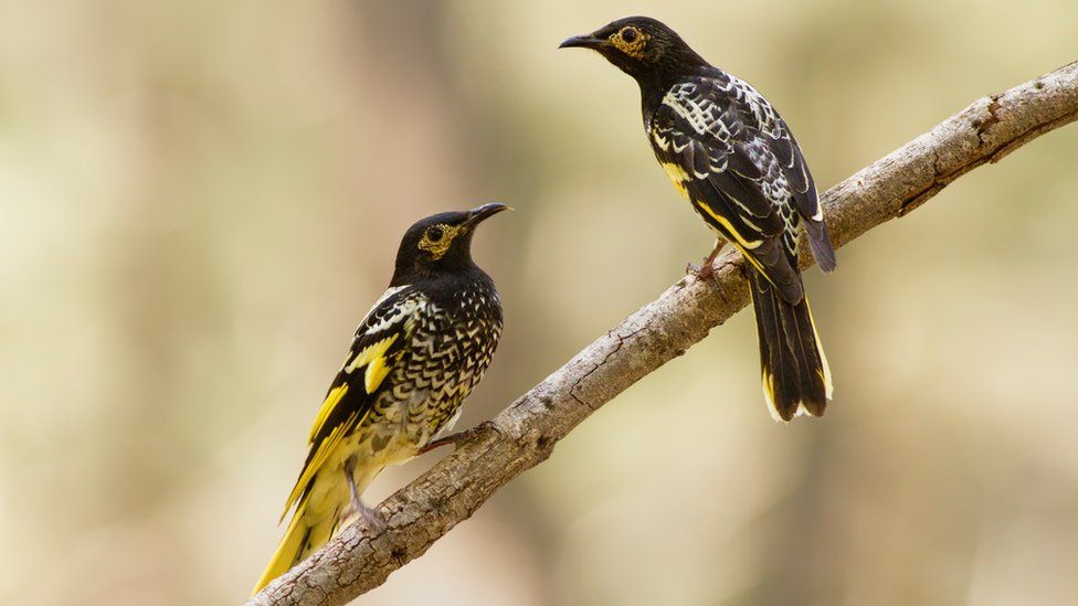 Regent honeyeater: Endangered bird 'has forgotten its song'