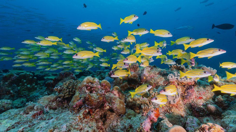Coral reefs' survival at stake: Unesco