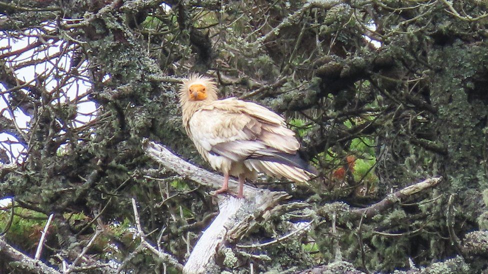 Egyptian vulture seen in UK for first time in 150 years