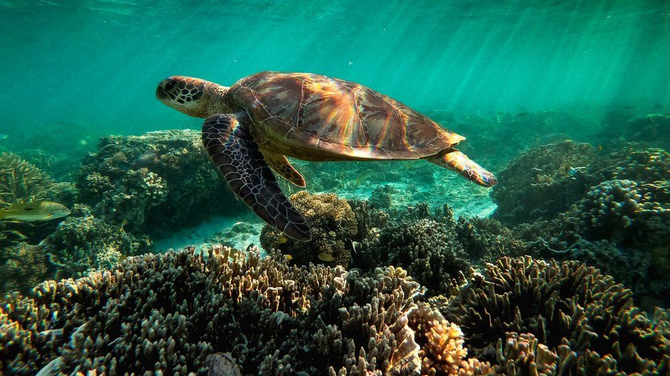UNESCO: Great Barrier Reef should be listed as 'in danger'