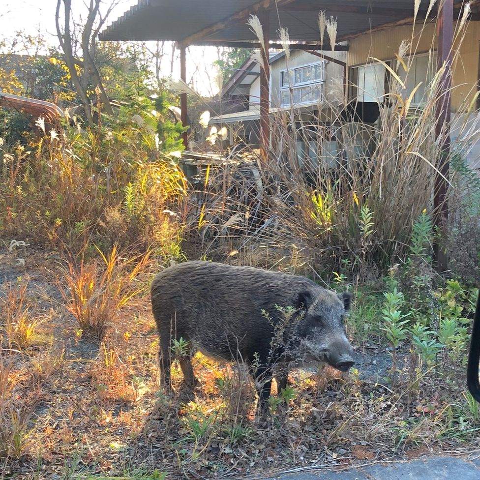 Fukushima disaster: Tracking the wild boar 'takeover'