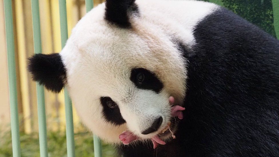 Giant panda twins born in French zoo