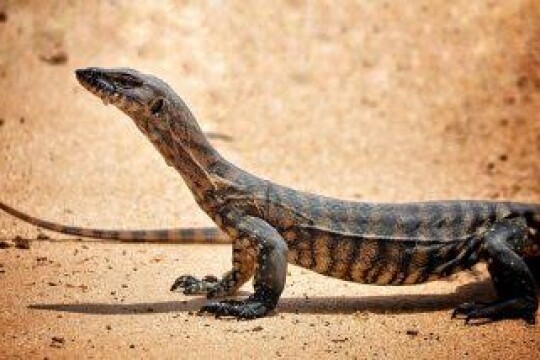 Bengal monitor lizard raped in Maharashtra
