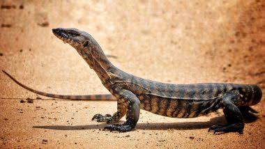 Bengal monitor lizard raped in Maharashtra