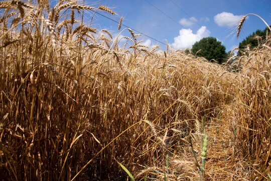 Bangladesh to import 1m tonnes of wheat from India