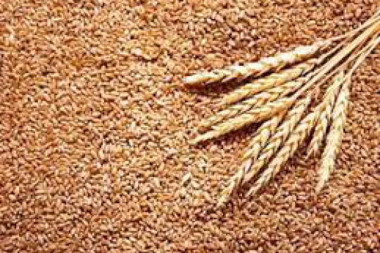 India bans wheat export