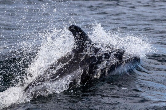 Dolphins taste friends' urine to know they're around