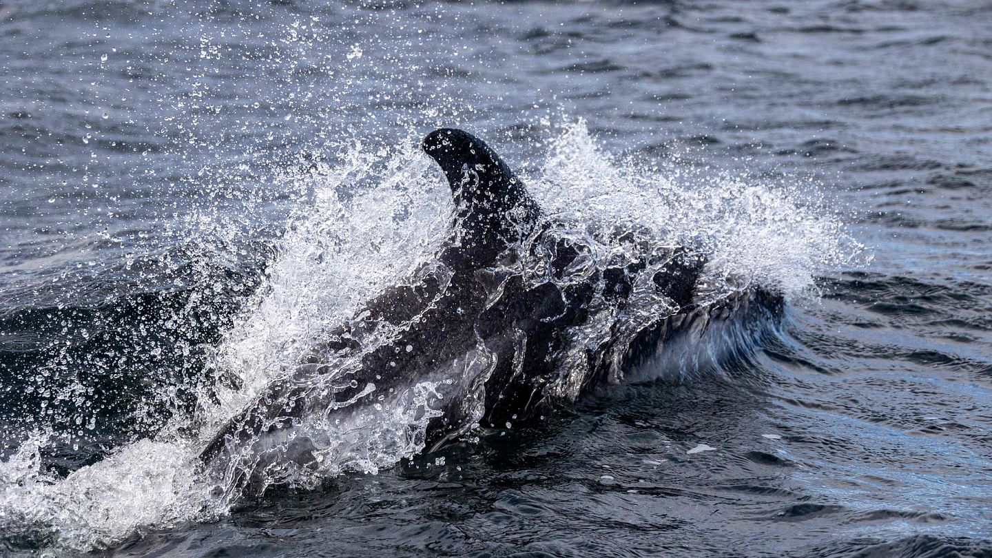 Dolphins taste friends' urine to know they're around