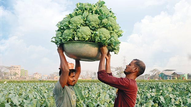 Broccoli farming gains popularity in Rajshahi