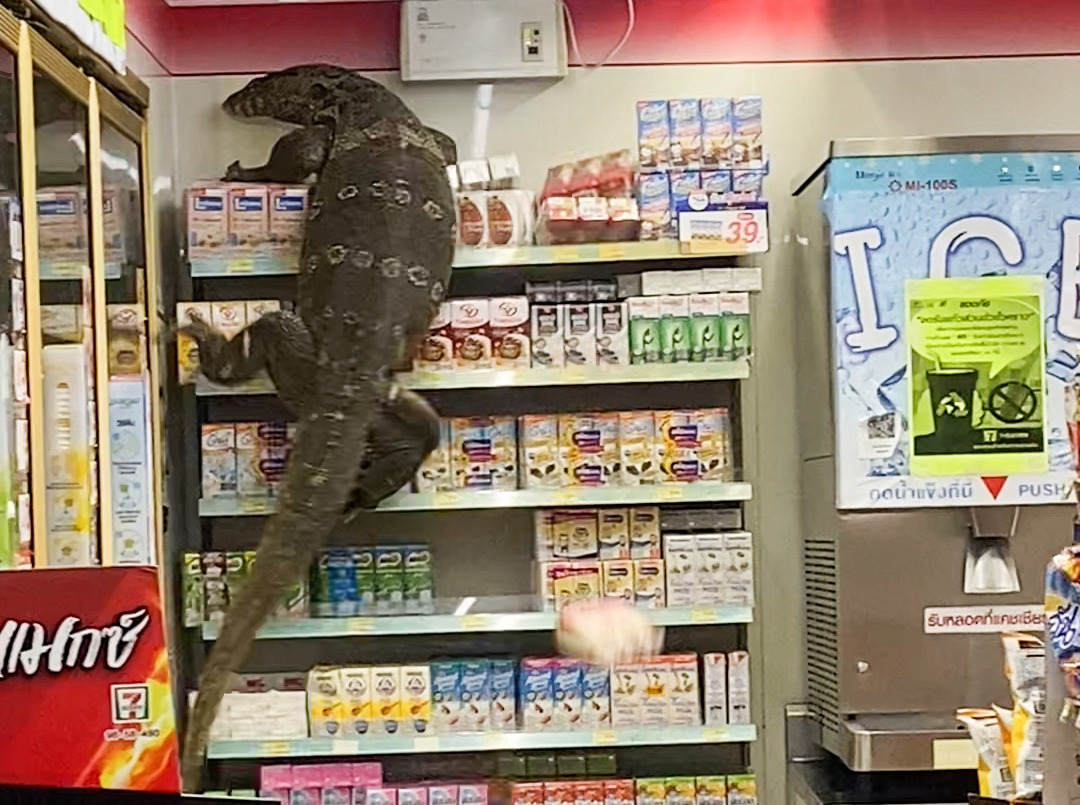 Godzilla-esque creature climbs store shelves in Thailand