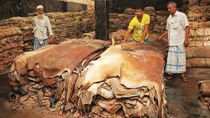 Rawhide prices go up by 8% in Dhaka