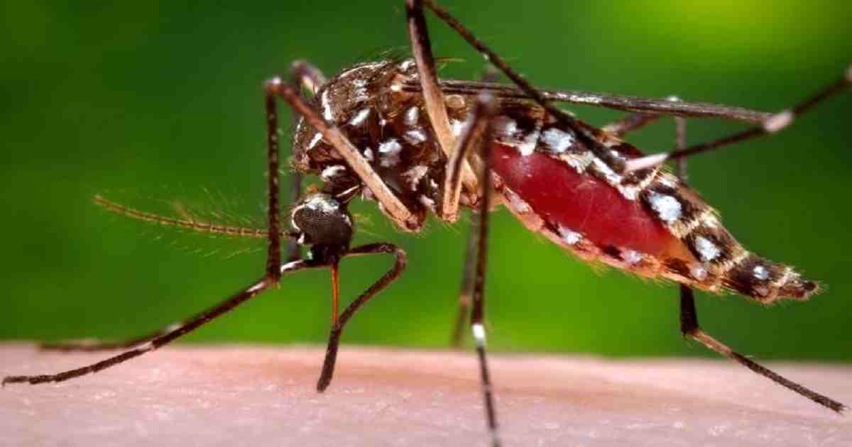 38 more dengue patients hospitalised in 24 hrs: DGHS