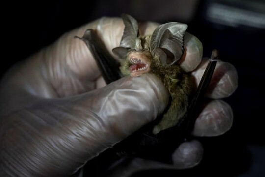 Wider Image: By catching bats, these 'virus hunters' hope to stop the next pandemic