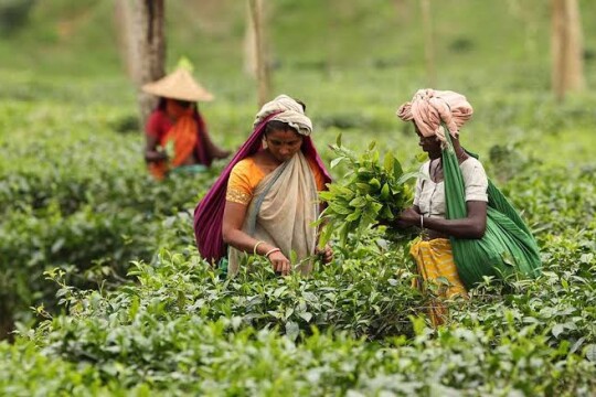 Tea garden workers call off strike after wage hike