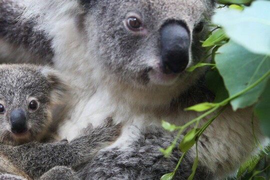 Freeze Koala sperm to save species, say researchers