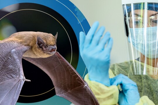 Thousands of new bat-borne virus awaiting due to climate change