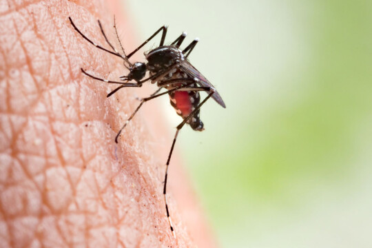 Bangladesh records 53 new dengue patients