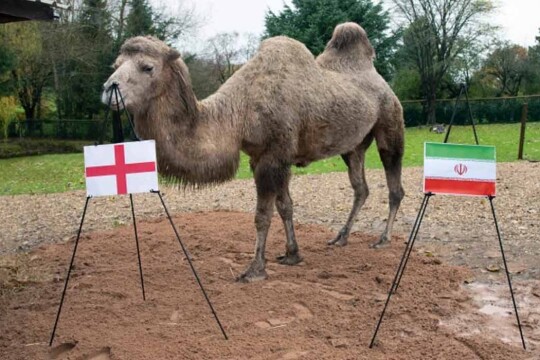 WC: Psychic camel Camilla picks England for victory against Iran