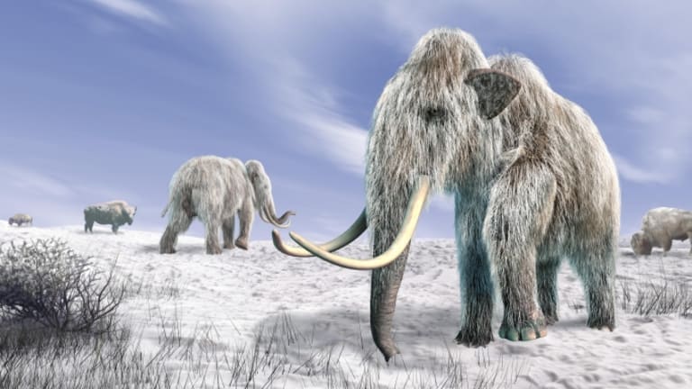 Million-year-old mammoth teeth yield world's oldest DNA