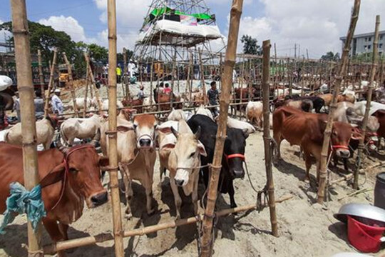 Cattle market to launch in Dhaka from July 17
