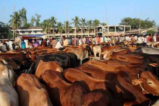 99.50 lakh cattle sacrificed countrywide on Eid-ul-Azha